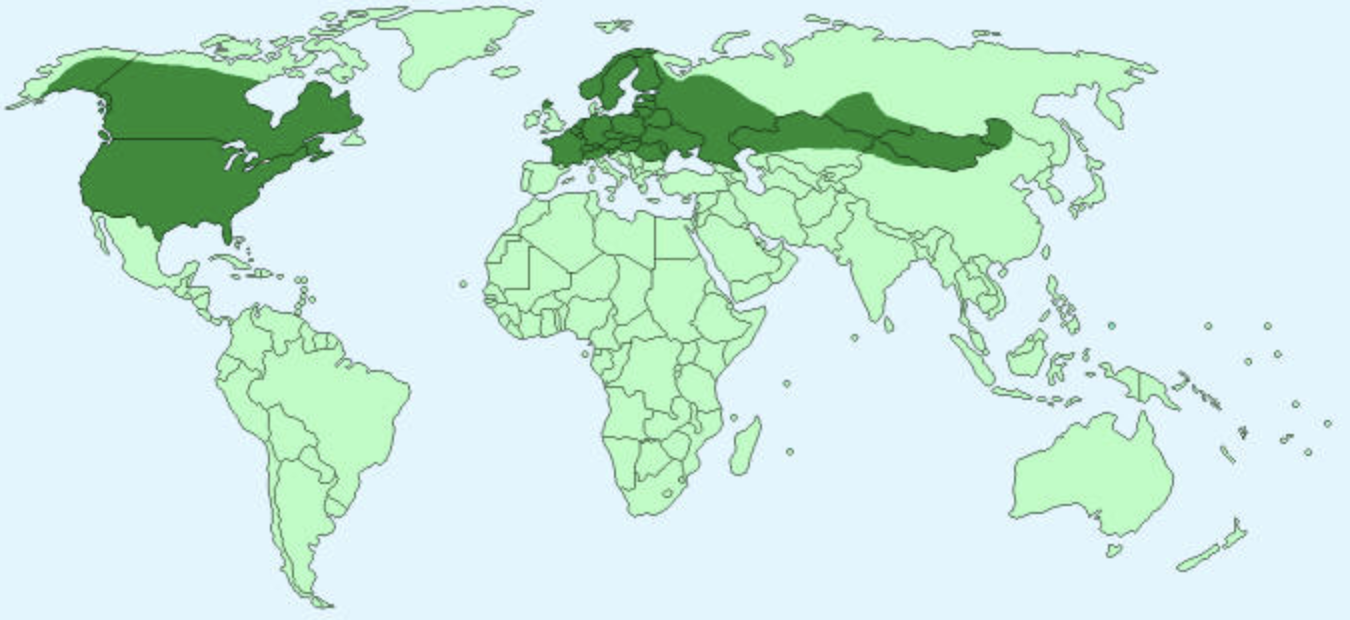 Косулино бобры карта