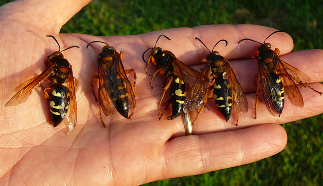 cicadakillers
