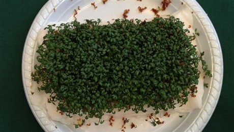 The "healthy" cress without the influence of the router. Photo: The girls from 9b