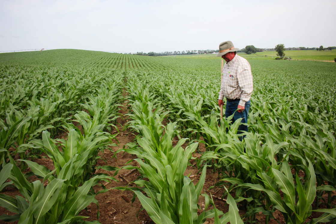 Crop consultant Dan Steiner inspects a field of corn near Norfolk, Neb.