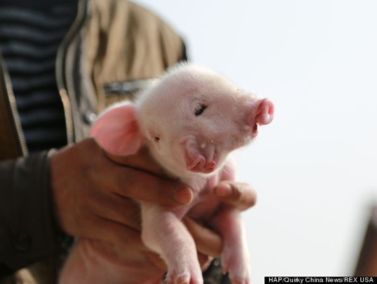 The 2 headed pig was born in Nanchang, the second one born this year.