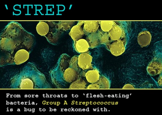 strepbacteria3