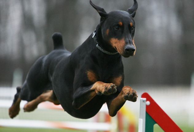 doberman_pinscher