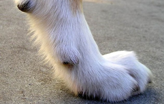 dog paw 