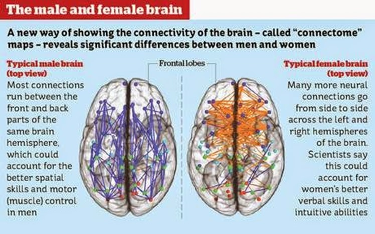 malefemalebrain