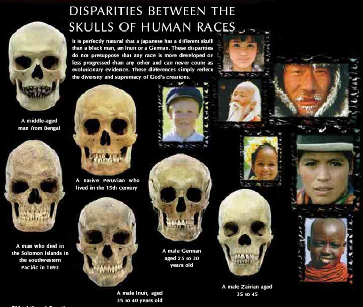 skulls of races