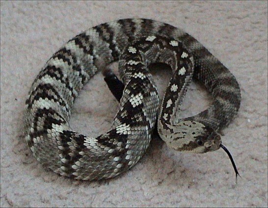 Northern_black-tailed_rattlesnake