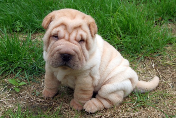 Shar-Pei-Puppies