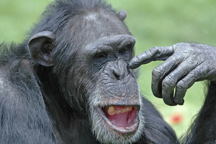 chimp-news