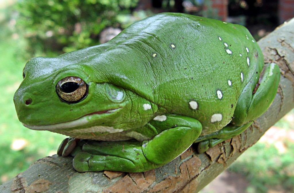 litoria_caerulea