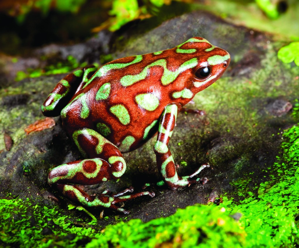Golden poison dart frog Dendrobates Auratus, rainforest Panama bronze morph