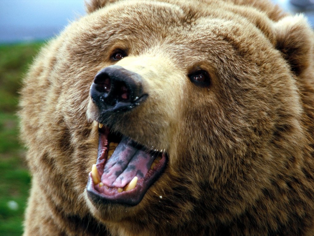 13824707121310732356grizzly-bear-widescreen-photo