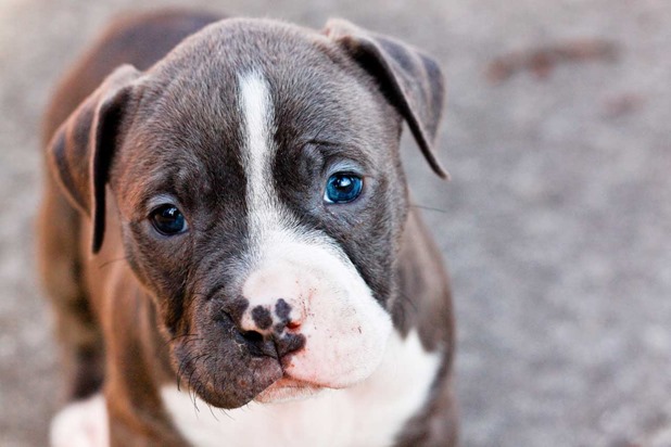 How To Train Pit Bull Puppies