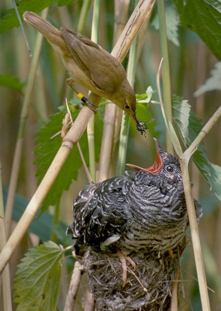 Natural deception: a cuckoo begs for food