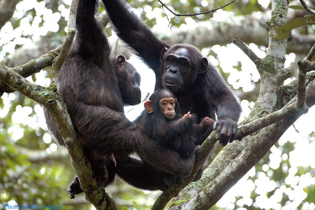 Are chimp families a social construct, Mr. SJW?