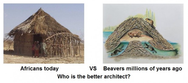 Africans-Versus Prehistoric-Beavers