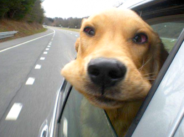 dog-with-head-out-car-window