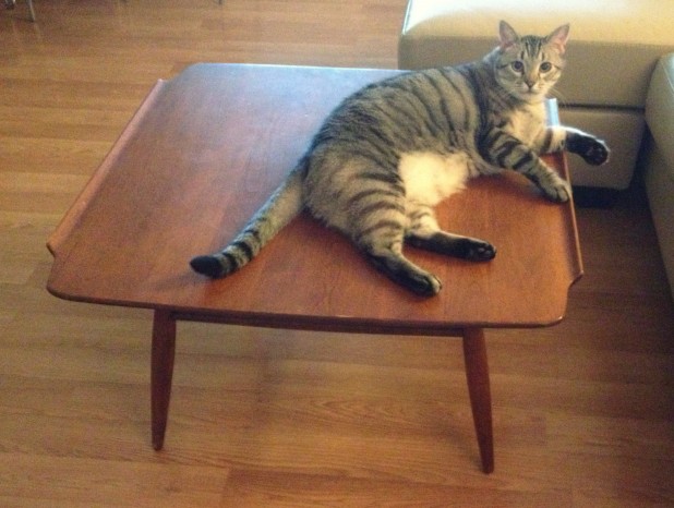 Bad news, kikes: We got a new cat on the table. And he don't look like the baggable type. 