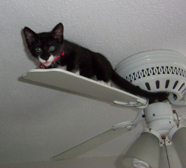 Ceiling_cat