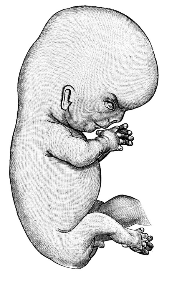 ted cruz fetus face