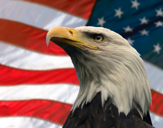 Double exposure:  Bald Eagle in the foreground with the American flag blurred in the background.