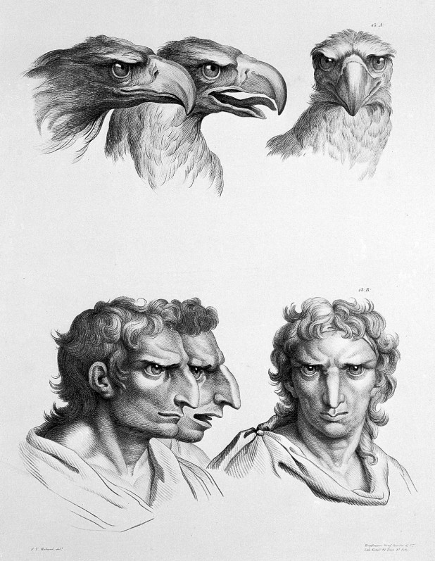 L0010064 Relation of the human face to that of the eagle