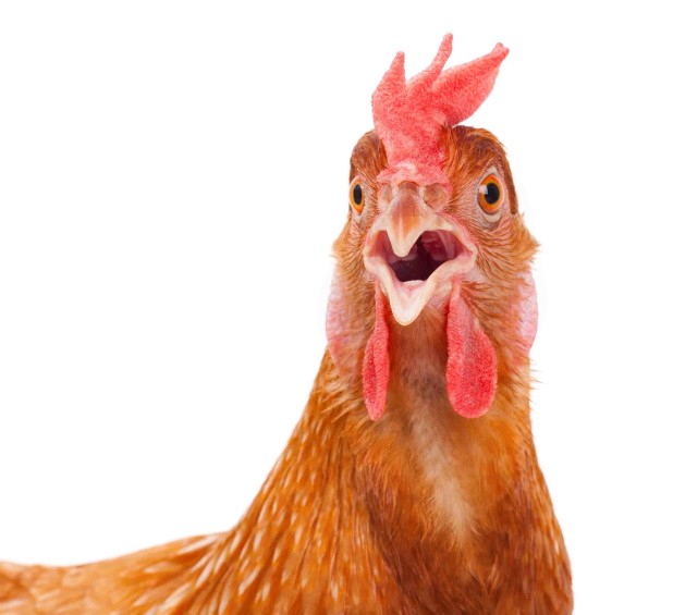 Surprised-Chicken