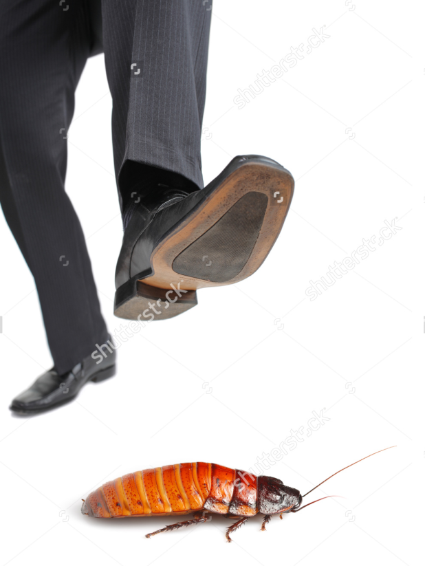 step cockroach