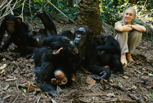 proof-jane-goodall-128400