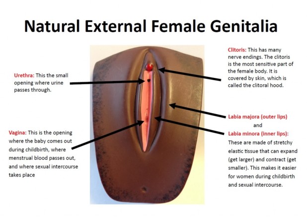 Natural-External-Genitalia-labelled-1024x724