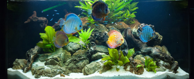 Aquarium fishes in artificial isotope