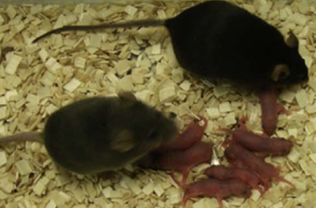 mice-babies