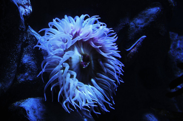 sea_anemone_by_andyserrano-d32qvaw