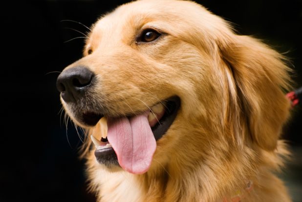 golden-retriever