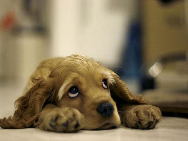 sad-puppy