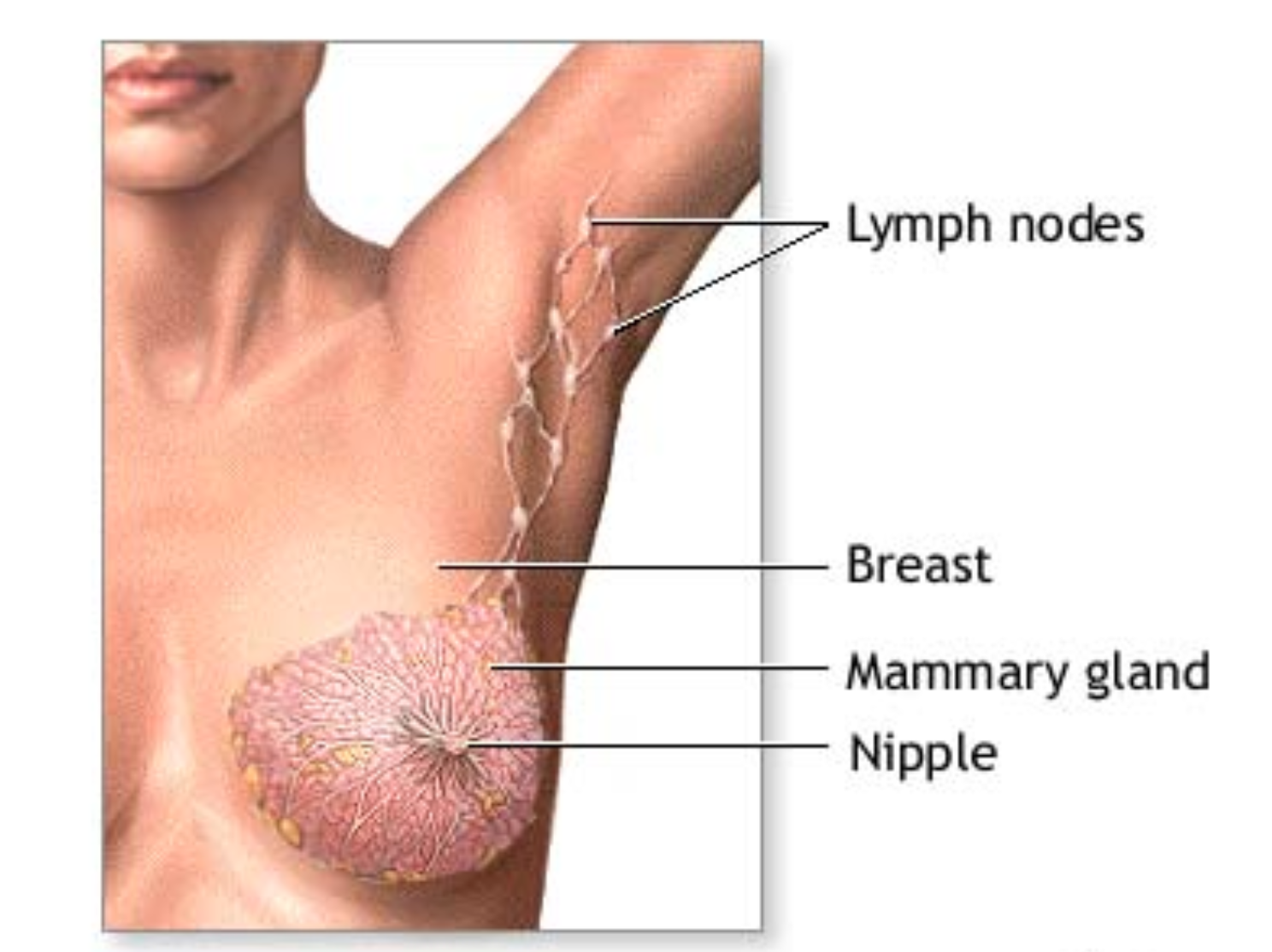уплотнение в груди у женщин что это фото 96