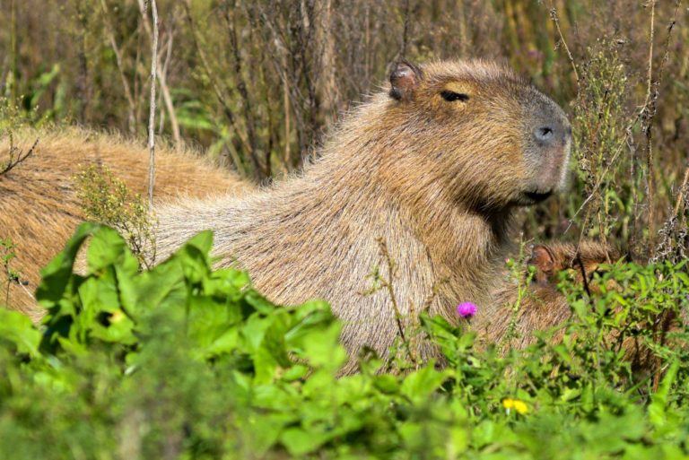 Capybara Warband, Inspired by the Taliban, Takes Control of Rich ...