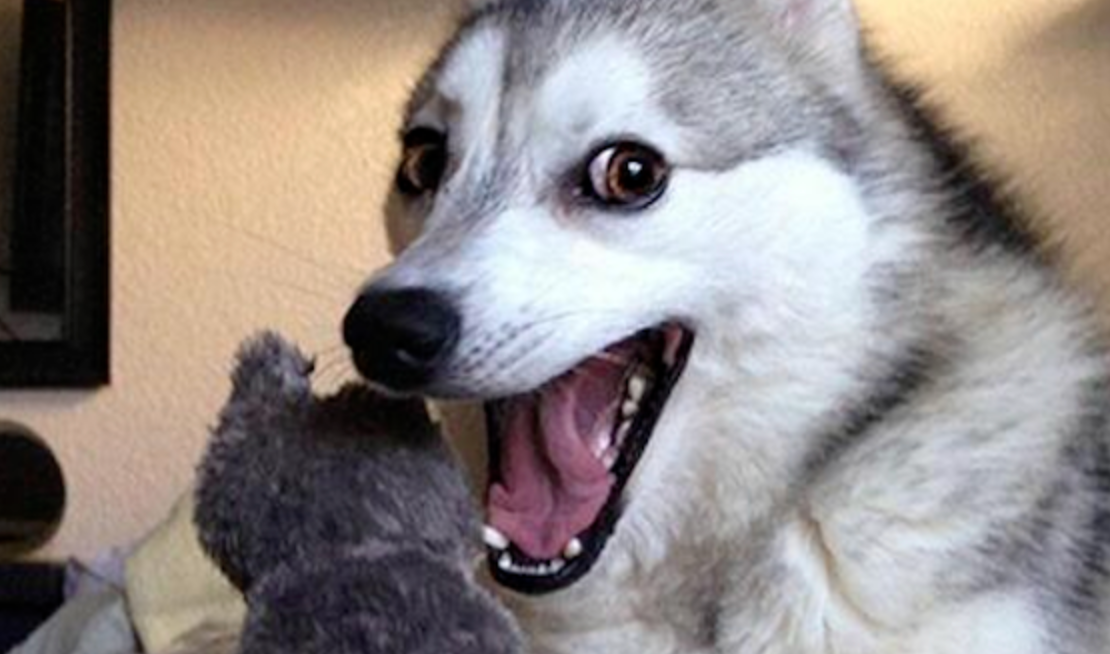 Memetic Monday: Be Thankful for These Dank Maymays