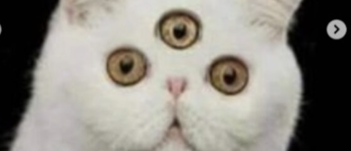 Memetic Monday: Sam Won