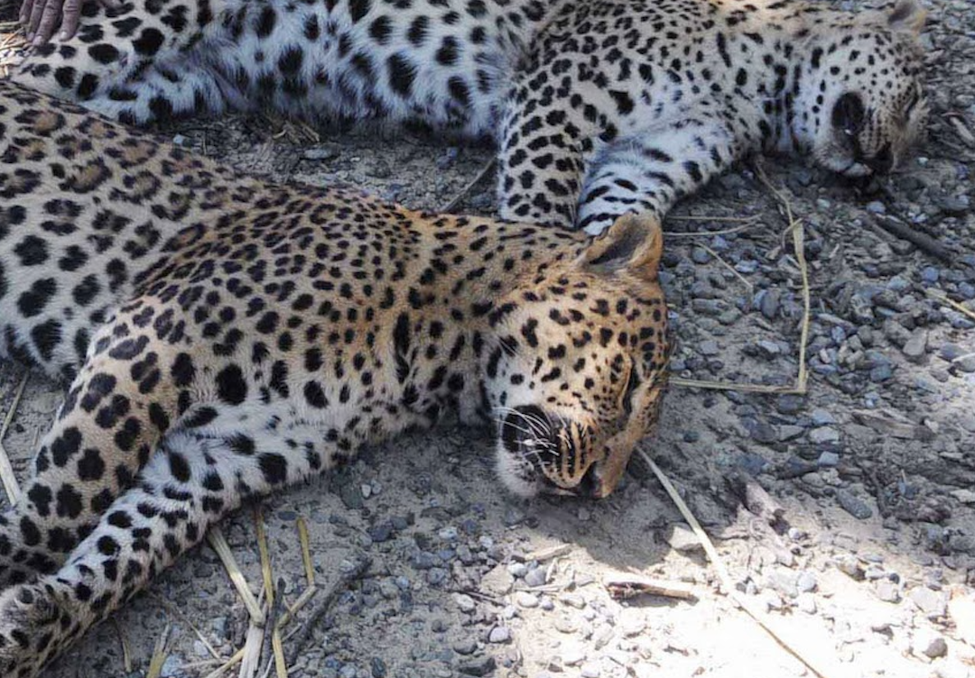 Video Shows Russians Celebrating Capture of Intact Bradleys, Leopard