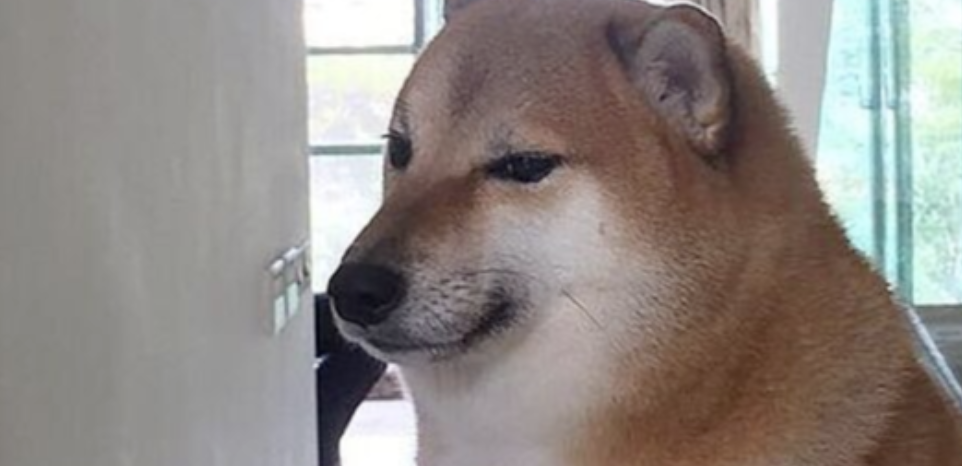 Sad Doge Dies as Media Begins to Admit the Ukraine is Losing